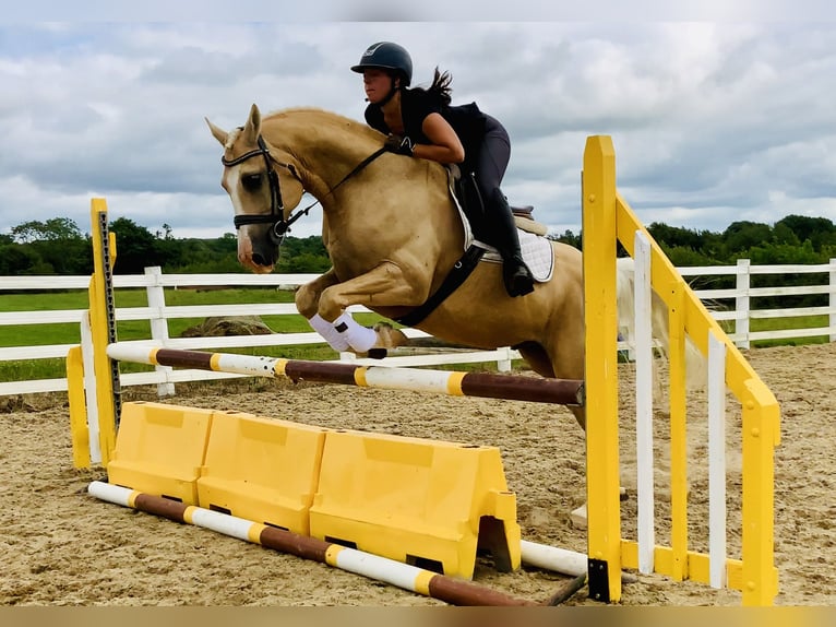 Kuc Connemara Wałach 6 lat 157 cm Izabelowata in Mountrath
