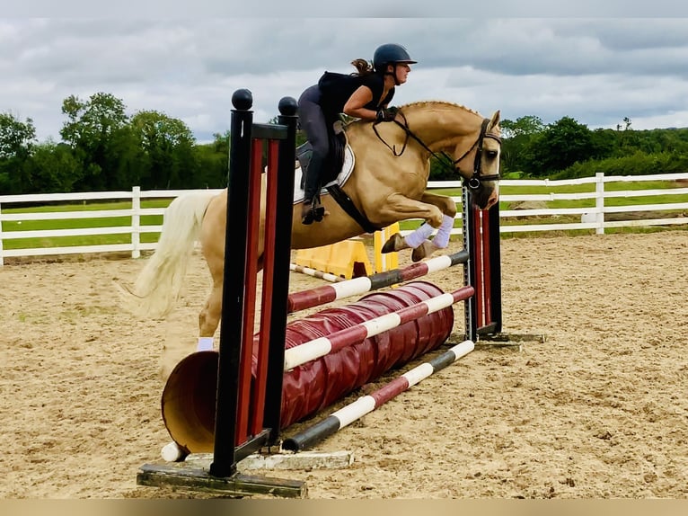 Kuc Connemara Wałach 6 lat 157 cm Izabelowata in Mountrath