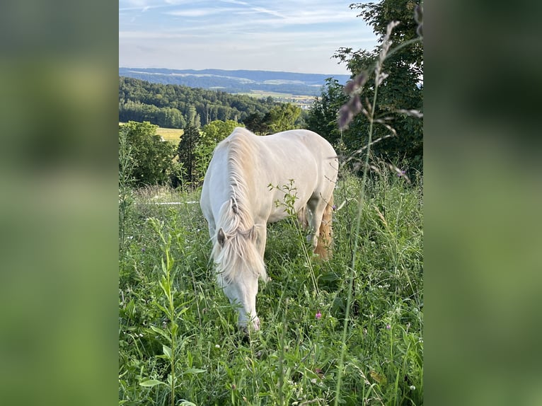 Kuc Connemara Wałach 7 lat 140 cm Perlino in Wildensbuch