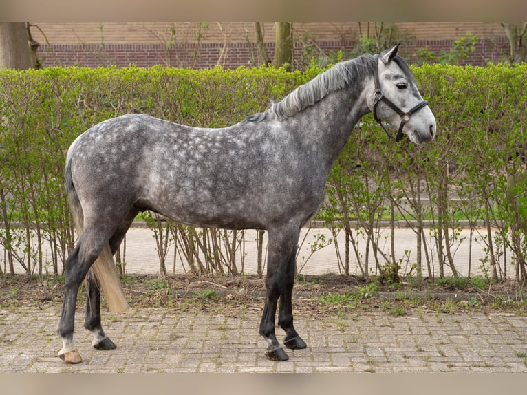 Kuc Connemara Wałach 7 lat 142 cm Siwa jabłkowita in Ouderkerk aan de Amstel