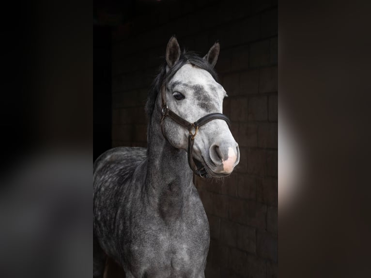 Kuc Connemara Wałach 7 lat 142 cm Siwa jabłkowita in Ouderkerk aan de Amstel