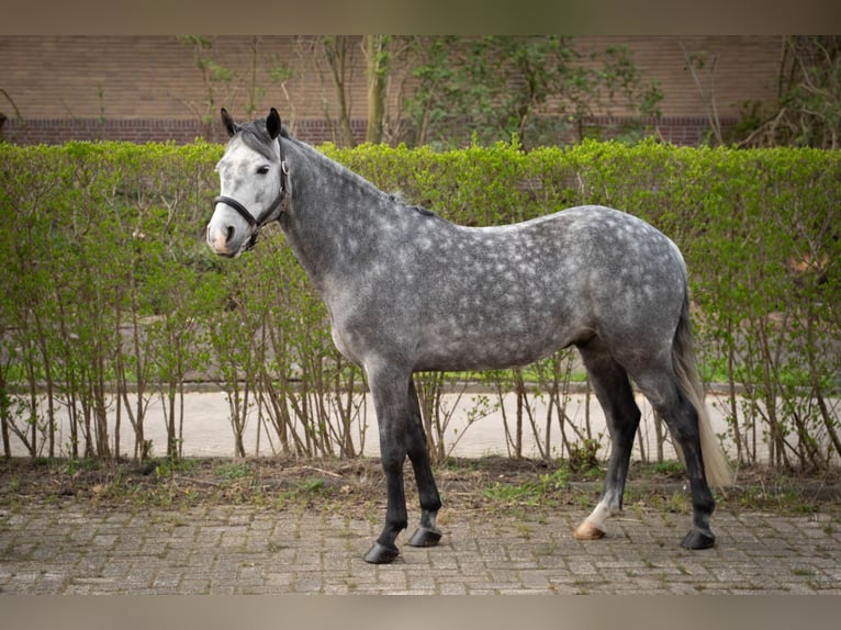 Kuc Connemara Wałach 7 lat 142 cm Siwa jabłkowita in Ouderkerk aan de Amstel