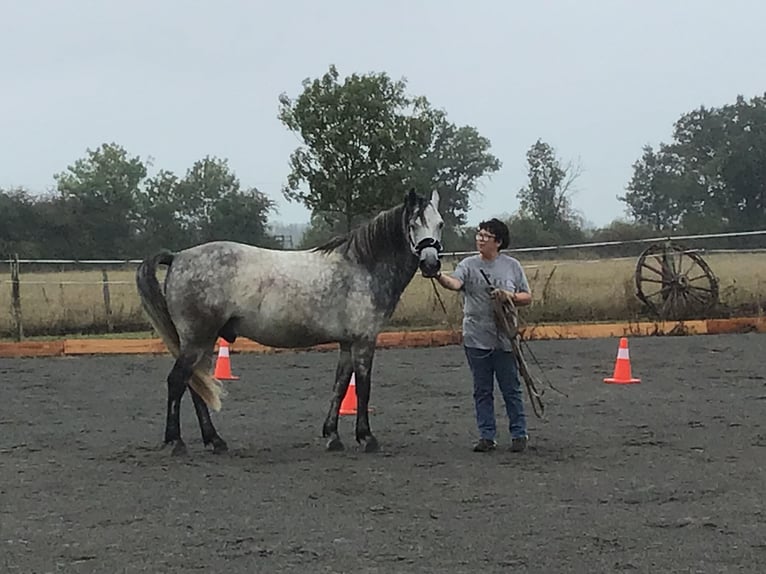 Kuc Connemara Wałach 7 lat 143 cm Siwa jabłkowita in Millac