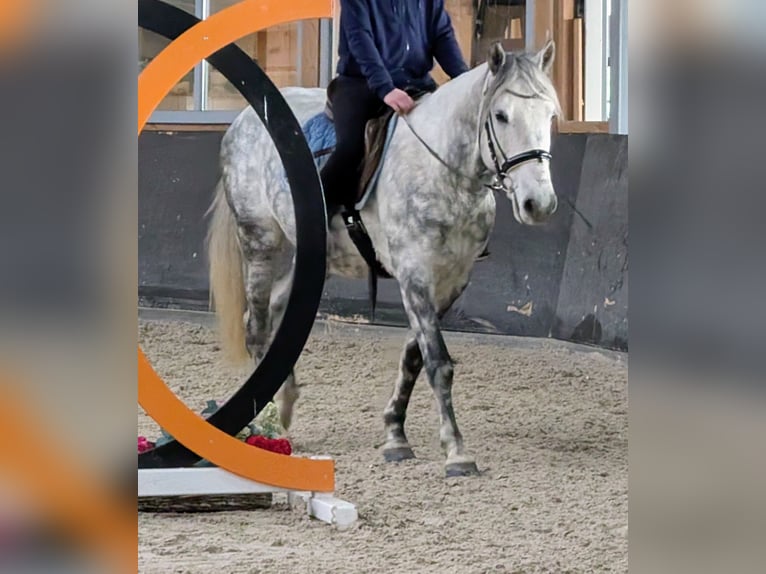 Kuc Connemara Mix Wałach 7 lat 147 cm Siwa jabłkowita in Nettetal