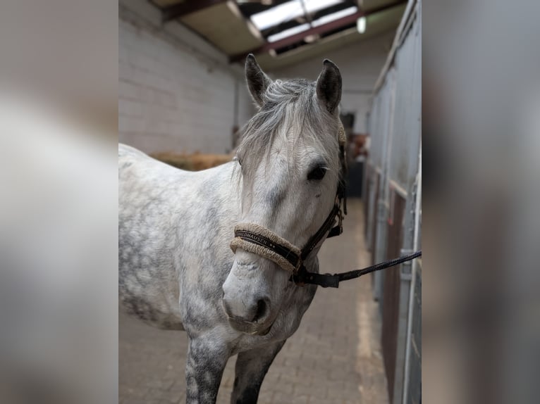 Kuc Connemara Mix Wałach 7 lat 147 cm Siwa jabłkowita in Nettetal