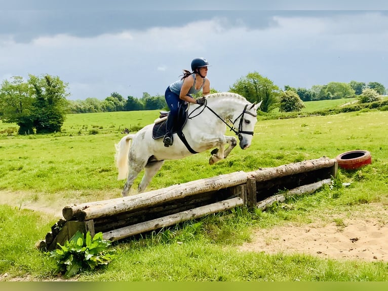 Kuc Connemara Wałach 7 lat 152 cm Siwa in Mountrath