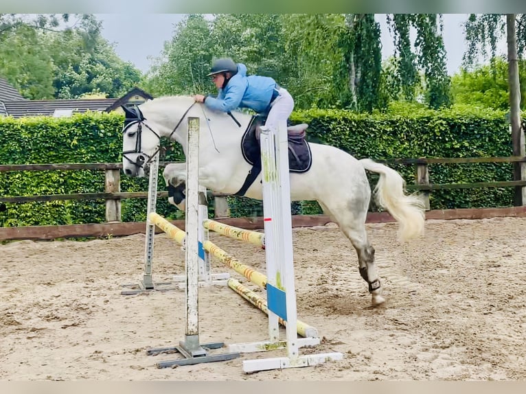 Kuc Connemara Wałach 7 lat 152 cm Siwa in Mountrath