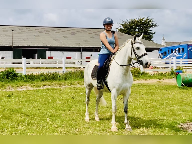 Kuc Connemara Wałach 7 lat 152 cm Siwa in Mountrath