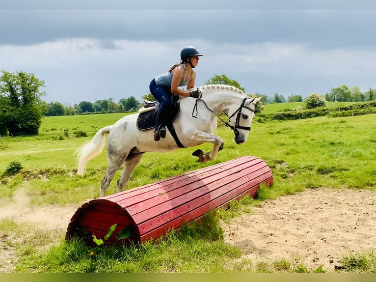 Kuc Connemara Wałach 7 lat 152 cm Siwa in Mountrath