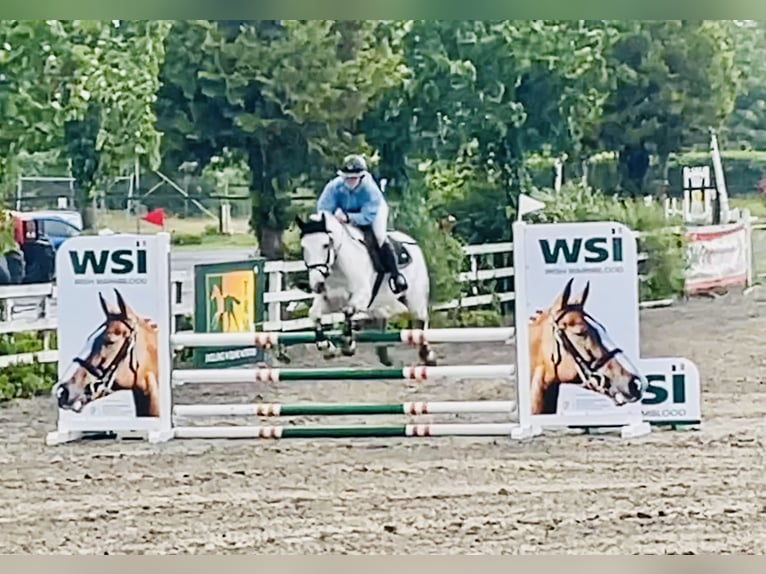 Kuc Connemara Wałach 7 lat 152 cm Siwa in Mountrath