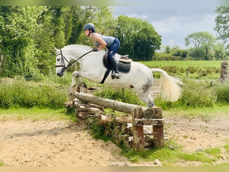 Kuc Connemara Wałach 7 lat 152 cm Siwa in Mountrath