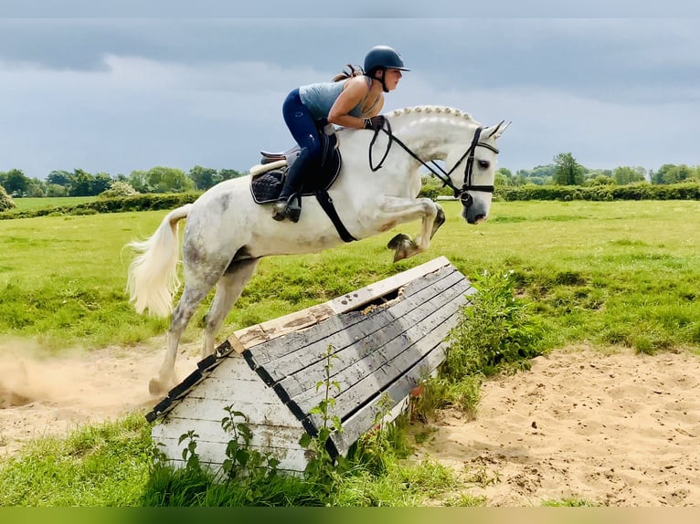 Kuc Connemara Wałach 7 lat 152 cm Siwa in Mountrath