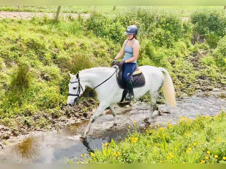 Kuc Connemara Wałach 7 lat 152 cm Siwa in Mountrath