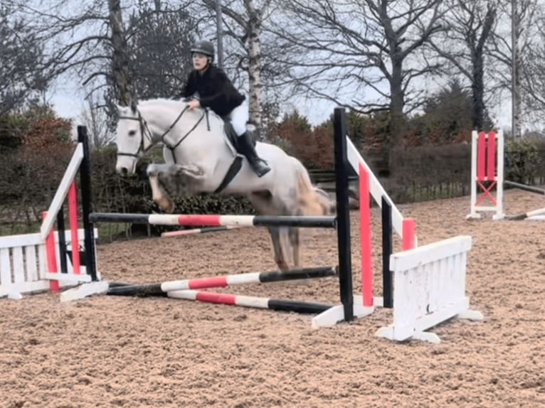 Kuc Connemara Wałach 7 lat 152 cm Siwa in Mountrath