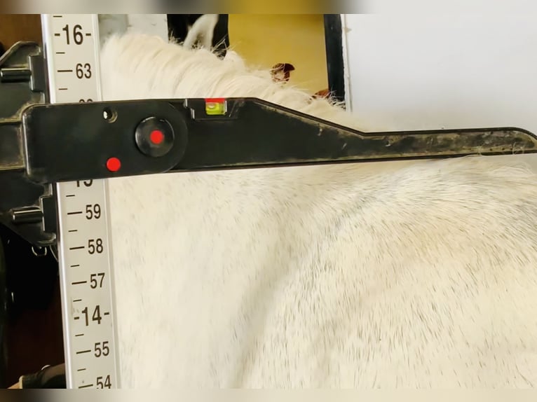 Kuc Connemara Wałach 7 lat 152 cm Siwa in Mountrath