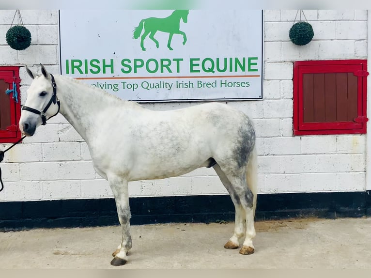 Kuc Connemara Wałach 7 lat 152 cm Siwa in Mountrath