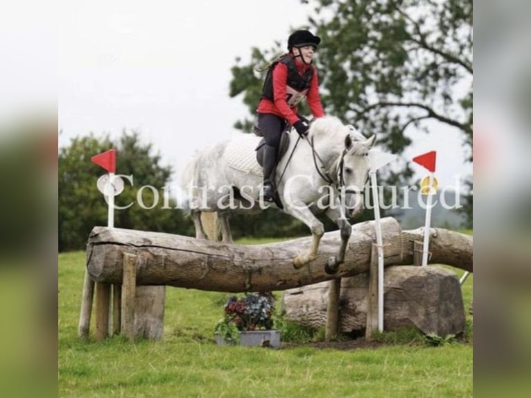Kuc Connemara Wałach 7 lat 152 cm Siwa in Mountrath