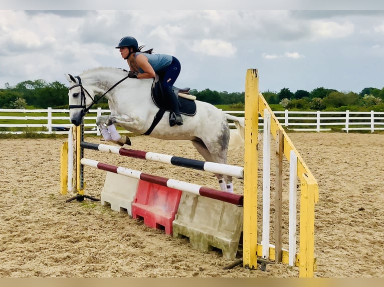 Kuc Connemara Wałach 7 lat 152 cm Siwa in Mountrath