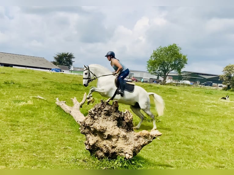 Kuc Connemara Wałach 7 lat 152 cm Siwa in Mountrath