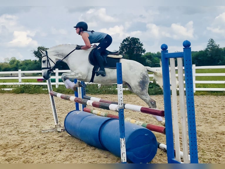 Kuc Connemara Wałach 7 lat 152 cm Siwa in Mountrath