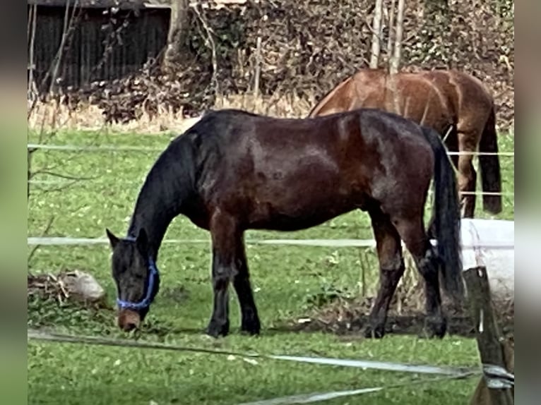 Kuc Connemara Wałach 7 lat 153 cm Gniada in Bätterkinden