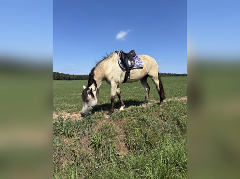 Kuc Connemara Wałach 7 lat 156 cm Bułana in Rohr