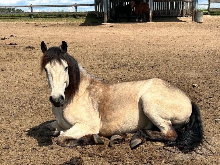 Kuc Connemara Wałach 7 lat 156 cm Bułana in Rohr