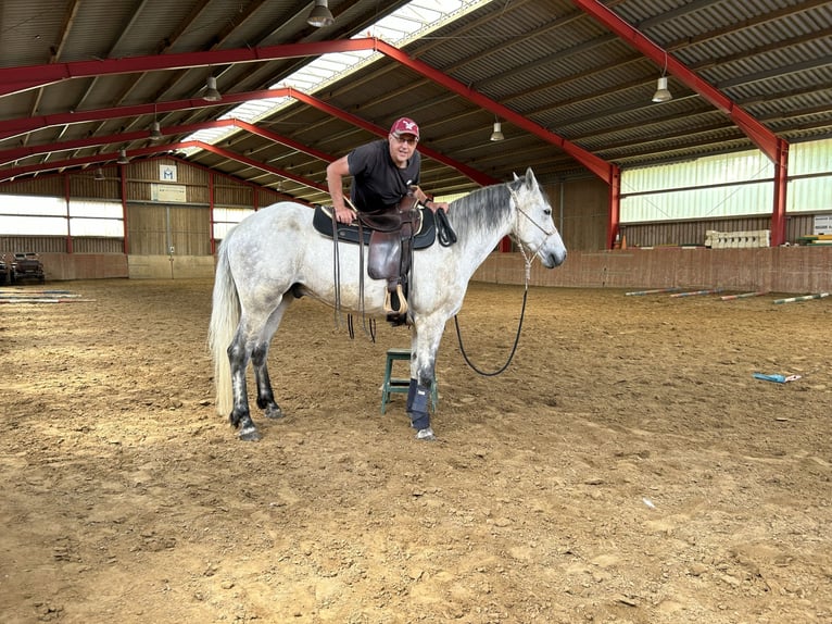 Kuc Connemara Wałach 7 lat 158 cm Siwa in Wolgast