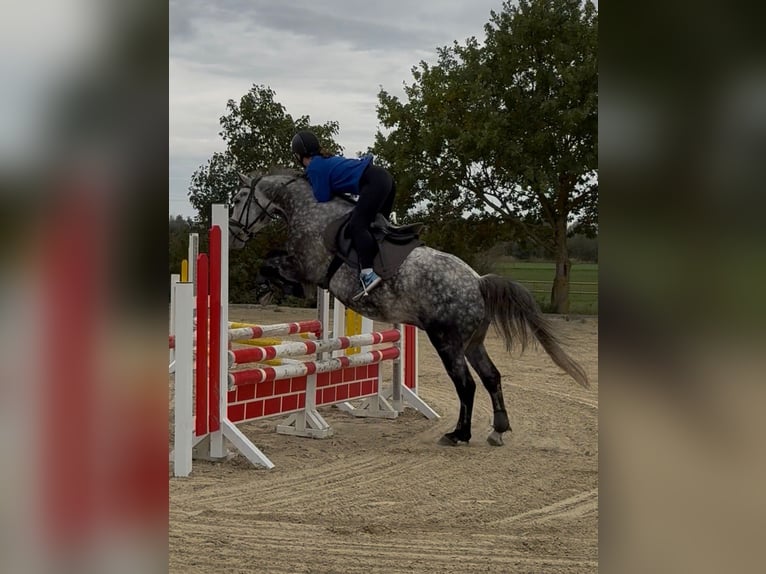 Kuc Connemara Mix Wałach 8 lat 146 cm Siwa jabłkowita in Iserlohn