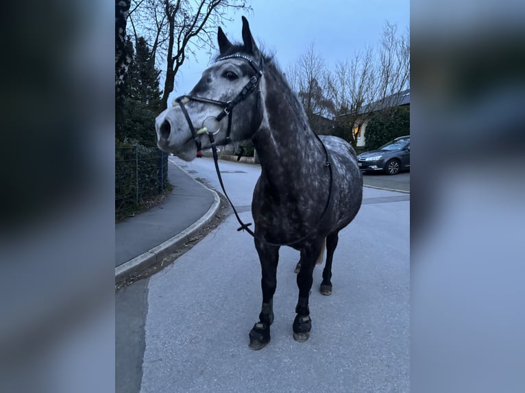 Kuc Connemara Mix Wałach 8 lat 146 cm Siwa jabłkowita in Iserlohn