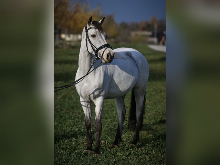 Kuc Connemara Wałach 8 lat 148 cm Bułana in Baar