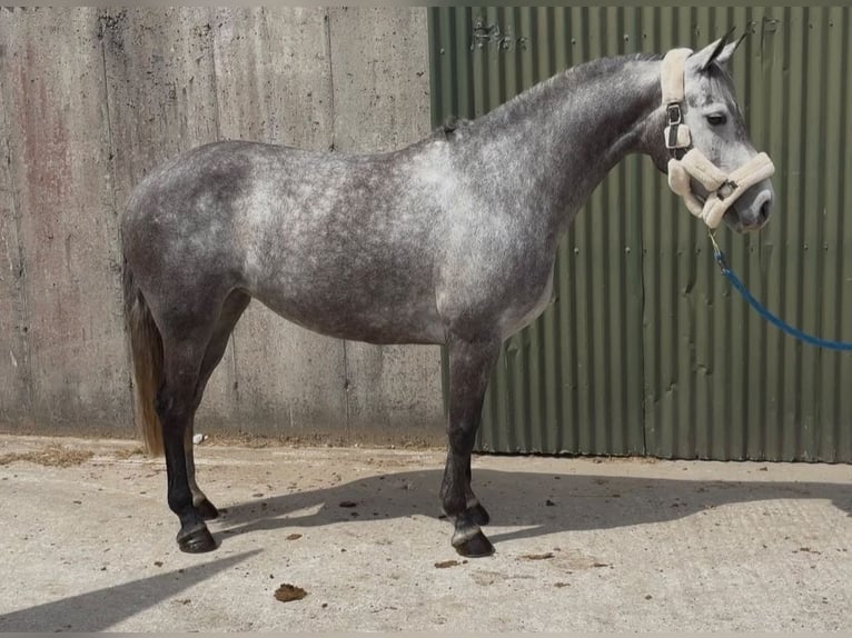 Kuc Connemara Wałach 8 lat 148 cm Siwa in Sligo