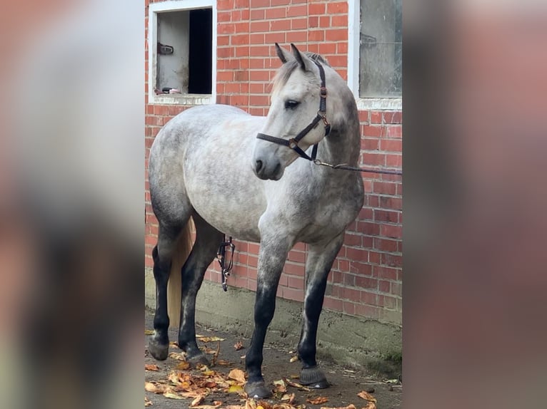 Kuc Connemara Wałach 8 lat 158 cm Siwa jabłkowita in Lüneburg