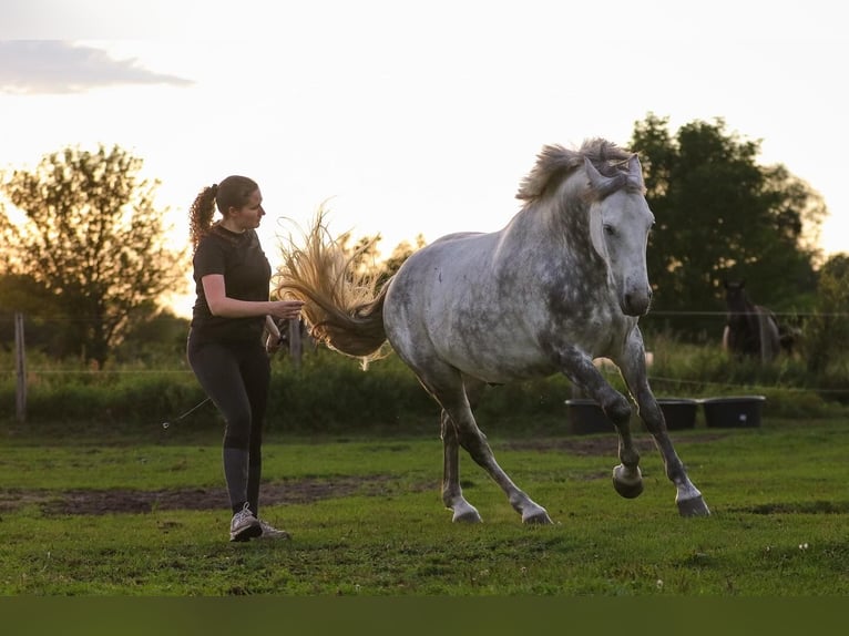 Kuc Connemara Wałach 8 lat 160 cm Siwa jabłkowita in Berlin