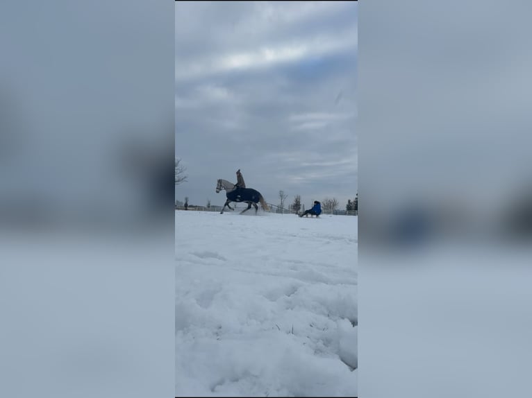 Kuc Connemara Wałach 8 lat 160 cm Siwa jabłkowita in Berlin