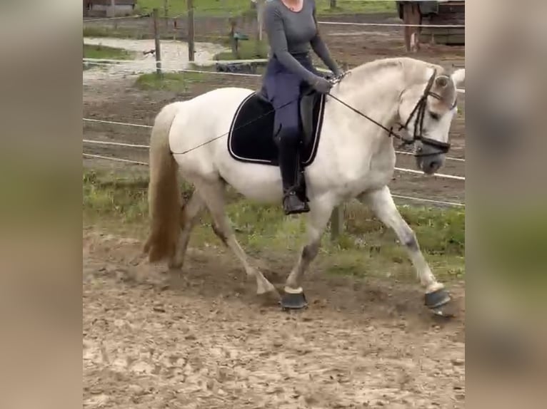 Kuc Connemara Wałach 9 lat 148 cm Siwa jabłkowita in Stuhr