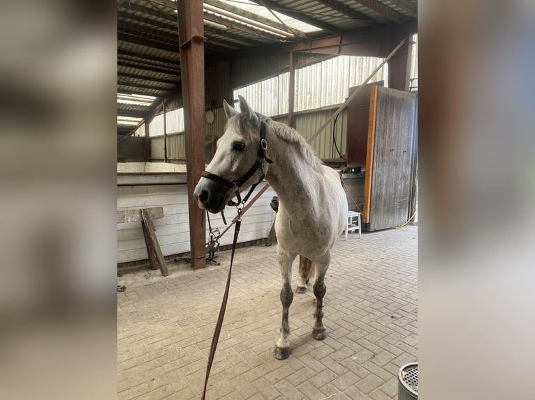 Kuc Connemara Wałach 9 lat 148 cm Siwa jabłkowita in Stuhr