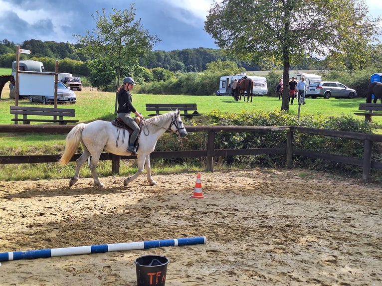 Kuc Connemara Wałach 9 lat 150 cm Siwa in Heinzenbach