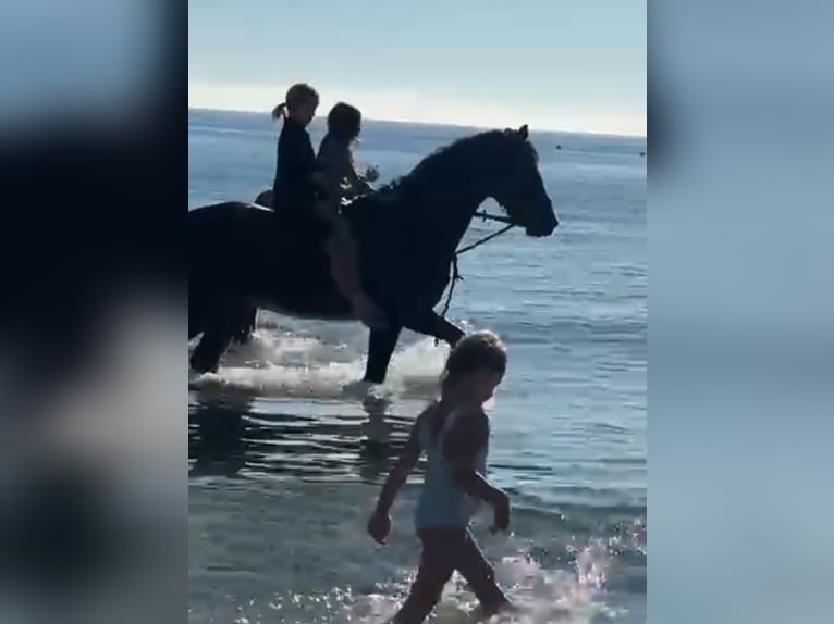 Kuc Connemara Wałach 9 lat 154 cm Bułana in Santa Gertrudis De Fruitera