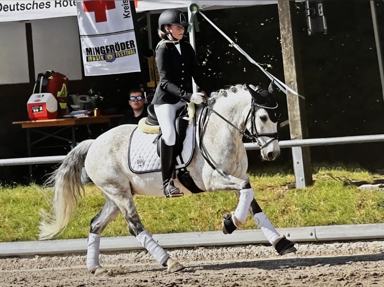 Kuc Connemara Wałach 11 lat 142 cm Siwa in Göttingen