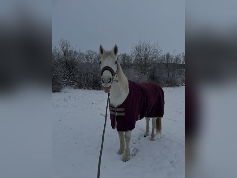 Kuc Connemara Mix Wałach 16 lat 150 cm Siwa in Bingen am Rhein