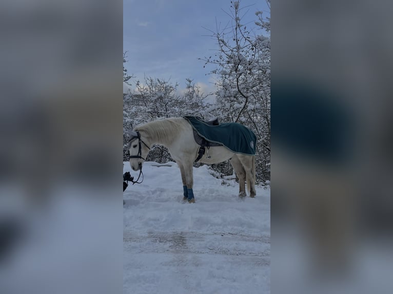 Kuc Connemara Mix Wałach 16 lat 150 cm Siwa in Bingen am Rhein