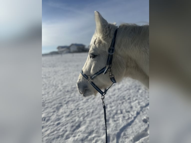 Kuc Connemara Wałach 19 lat 152 cm Siwa in Kirchweidach