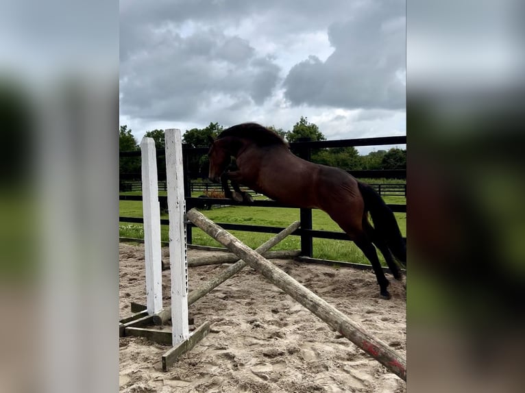 Kuc Connemara Wałach 3 lat 145 cm Gniada in Ireland