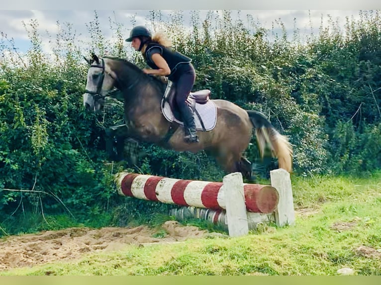 Kuc Connemara Wałach 3 lat 145 cm Siwa in Mountrath