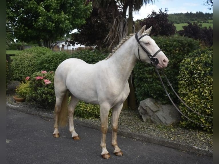 Kuc Connemara Wałach 4 lat 153 cm Cremello in Newry