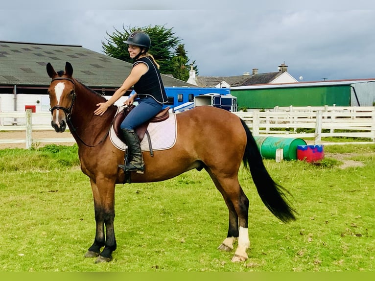 Kuc Connemara Wałach 4 lat 155 cm Gniada in Mountrath