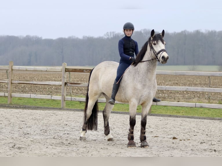 Kuc Connemara Wałach 5 lat 156 cm Dunalino in Bogaarden