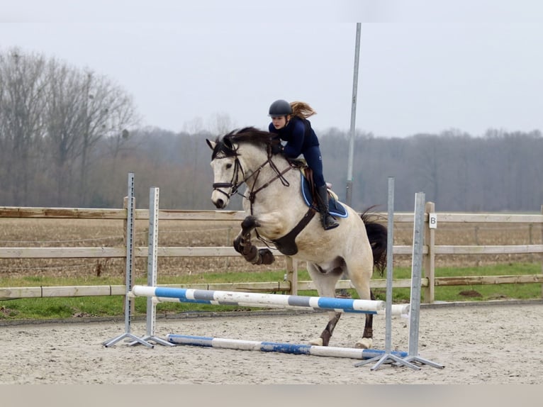 Kuc Connemara Wałach 5 lat 156 cm Dunalino in Bogaarden