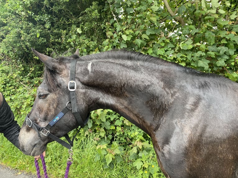 Kuc Connemara Wałach 7 lat 148 cm Bułana in Knockmore